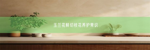 玉兰花鲜切枝花养护常识(图1)