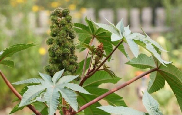 网络图片(侵删)