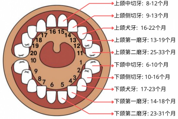 宝宝乳牙出牙顺序