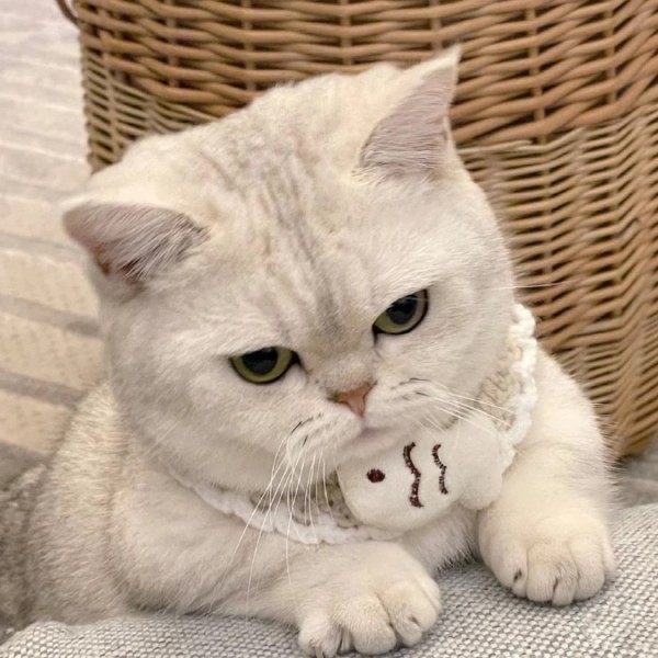 银渐层宠物猫