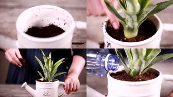 摆设 绿色 环保 植物 DIY 盆栽 盆景 绿植 