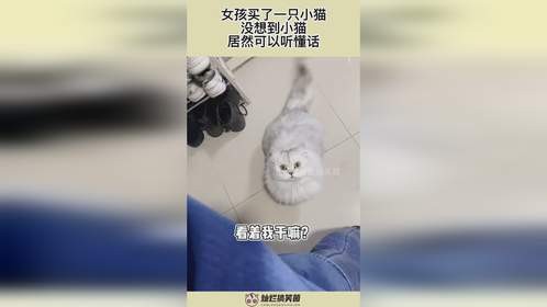 女孩买了一只小猫，没想到小猫，居然可以听懂话