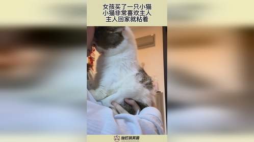 女孩买了一只小猫，小猫非常喜欢主人，主人回家就粘着