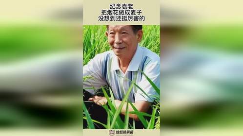 纪念袁老，把烟花做成麦子，没想到还挺厉害的
