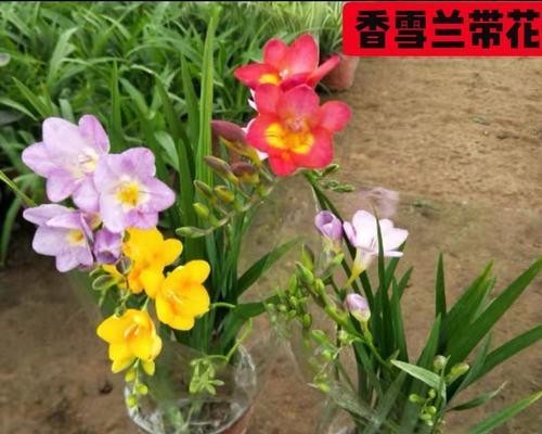 小苍兰种球保存与种植指南（了解保存技巧，掌握种植时间，让小苍兰常年开花）-第2张图片-绿意生活