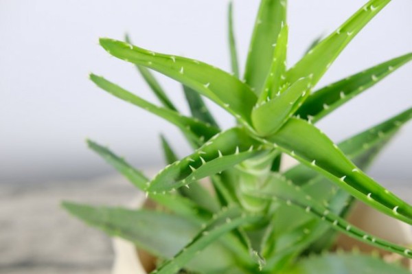 室内适合养的18种植物