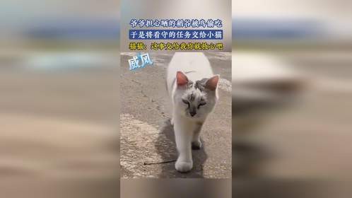 爷爷担心晒的稻谷被鸟偷吃，于是将看守的任务交给小猫。