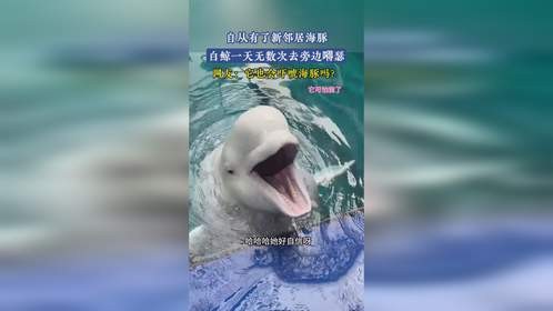 自从有了新邻居海豚，白鲸一天无数次去旁边嘚瑟！