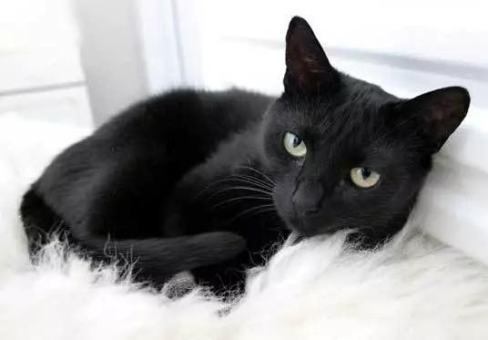 春天到，猫毛飘，pidan教你养宠除毛妙招