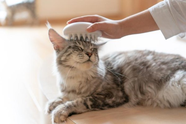 春天到，猫毛飘，pidan教你养宠除毛妙招