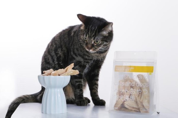春天到，猫毛飘，pidan教你养宠除毛妙招