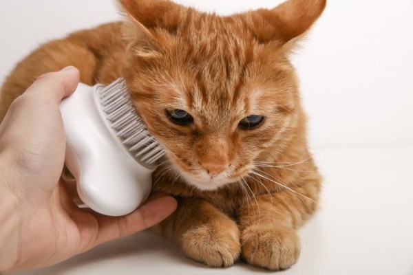 春天到，猫毛飘，pidan教你养宠除毛妙招