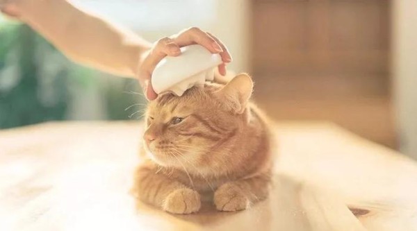 春天到，猫毛飘，pidan教你养宠除毛妙招