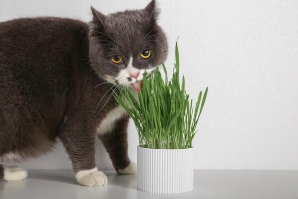 春天到，猫毛飘，pidan教你养宠除毛妙招