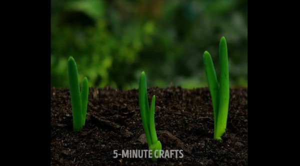 跟孩子一起做+在家里 DIY 种植12种植物