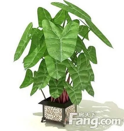 家居盆栽植物