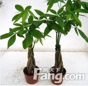 盆栽