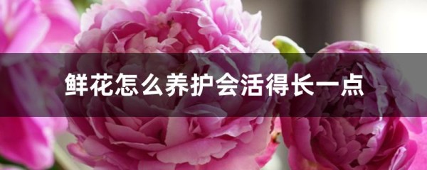 鲜花怎么养护会活得长一点