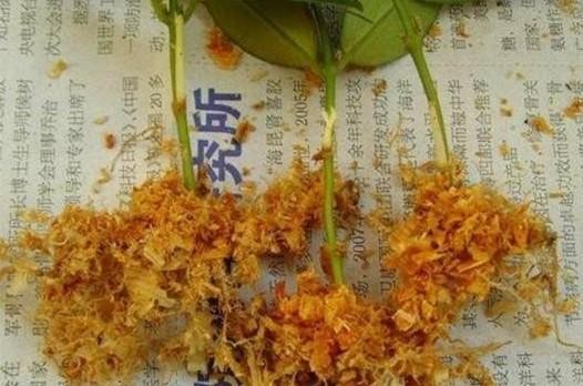 养花学会这三个技巧，你也可以是养花高手，花卉生长旺盛开花多！