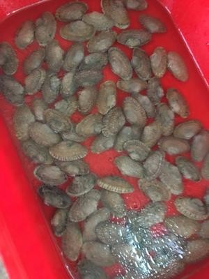 爆炒花甲(保留鲜味,不焯水的做法)的做法 步骤1