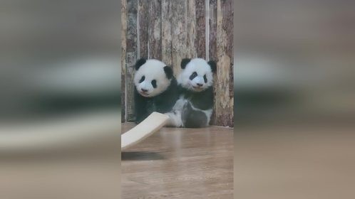 熊猫把玩具球弄坏了