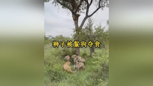 狮子上树打劫花豹，却让鬣狗捡了个大便宜