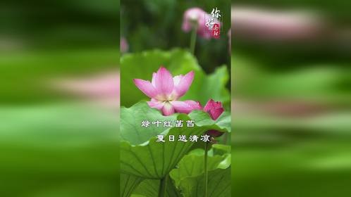 南阳月季公园，绿叶红菡萏，夏日送清凉