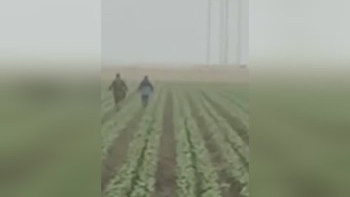 美国特工田野间逮捕非法移民 农场工人疯狂逃窜 被特工按在地上