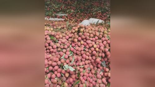 湖南一学校买2万斤荔枝宠师生，每个学生分到1斤半