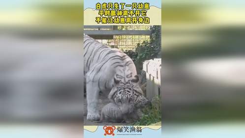 白虎只生了一只幼崽，平时眼神离不开它，不能让幼崽离开身边！