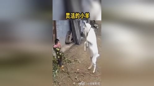 小羊羔，你是不是想哭啊