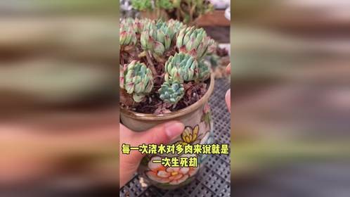 夏天养多肉一定要管住手！否则你会多一大批花盆哦