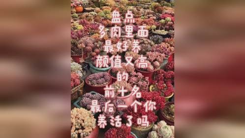 盘点多肉各品种中最好养颜值又高，容易养成老桩，有香味的前十名