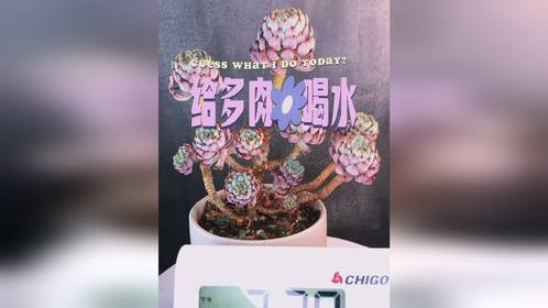 多肉喝水全过程，来看皱巴巴的叶片吸饱水吧！