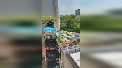 口罩真是养多肉神器，上能遮阳，下可垫底