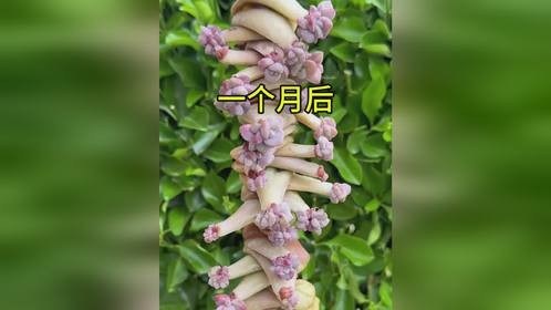 养多肉最有成就感的就是叶插！