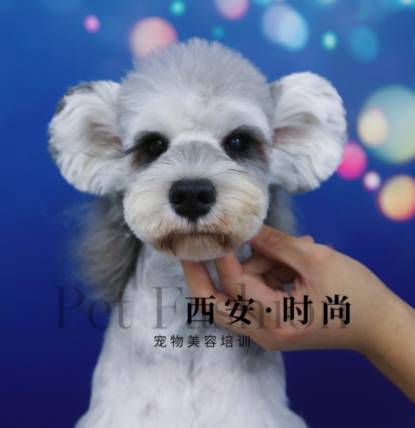宠物美容培训学校