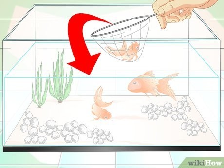 Step 5 考虑饲养的密度。