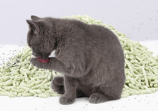 直丢厕所，豆腐猫砂远离清洁烦恼4