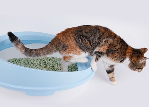 直丢厕所，豆腐猫砂远离清洁烦恼34