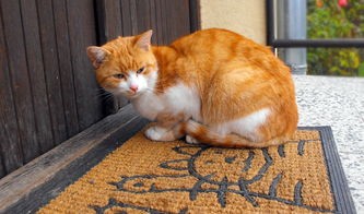 居家风水布局家里养猫好吗