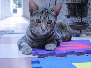 居家风水布局家里养猫好吗