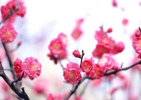 风水布局是什么意思（风水学布局基础知识）