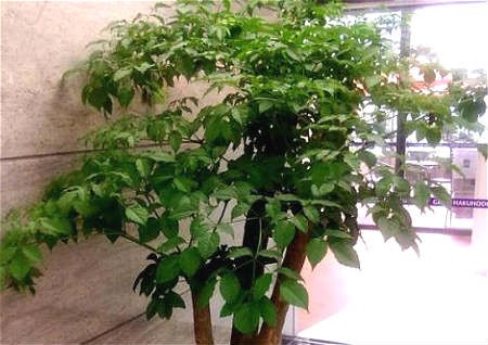 风水布局是什么意思（风水学布局基础知识）