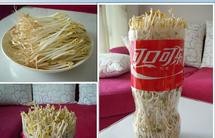 自发豆芽（可乐瓶发豆芽0失败！）