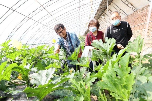 市民在观摩长势良好的西葫芦