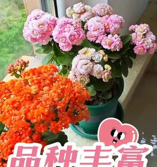 哪些花卉品种适合室内养植？室内养花的推荐品种有哪些？