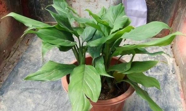 哪些花卉品种适合室内养植？室内养花的推荐品种有哪些？