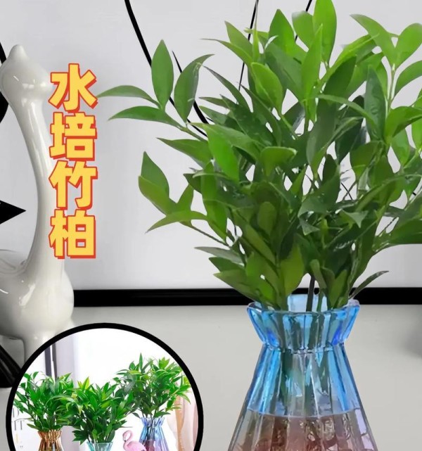 打造室内花园，享受绿色生活（室内水栽花卉的选种、养护及装饰）-第2张图片-绿意生活