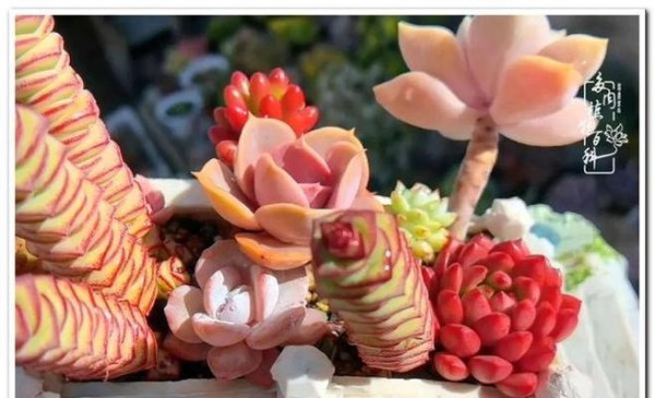 西北室内花卉养护指南（让你的家更有生命力的15种室内植物）